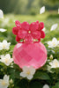 DREAMY DELIGHT ROSY SPRAY PERFUME EAU DE PARFUM FOR WOMEN - 100ML/3.4FL.OZ.